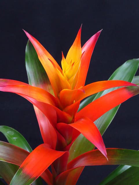 Guzmania Lepidota