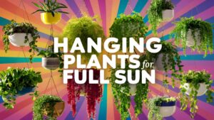 Hanging Plants For Full Sun