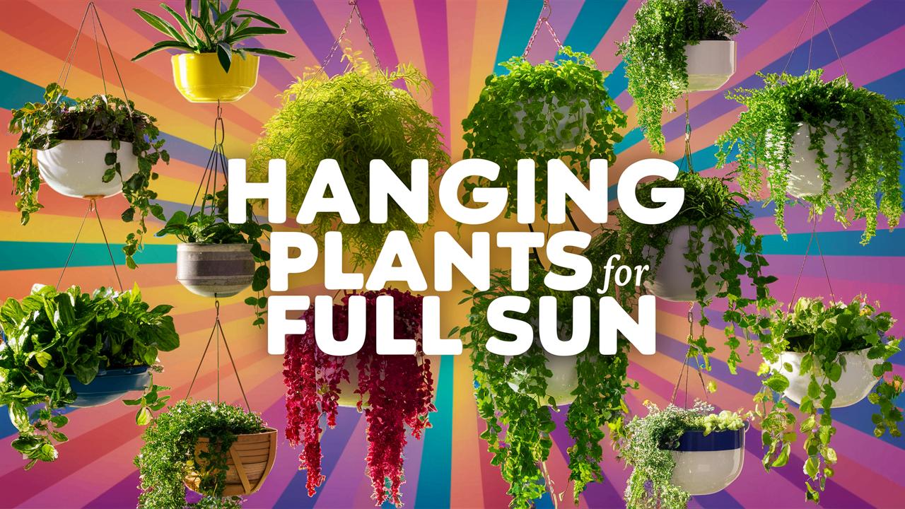 Hanging Plants For Full Sun