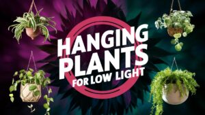 Hanging Plants For Low Light