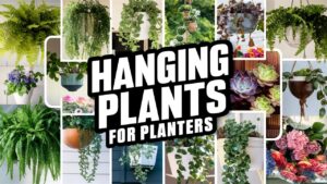 Hanging Plants For Planters