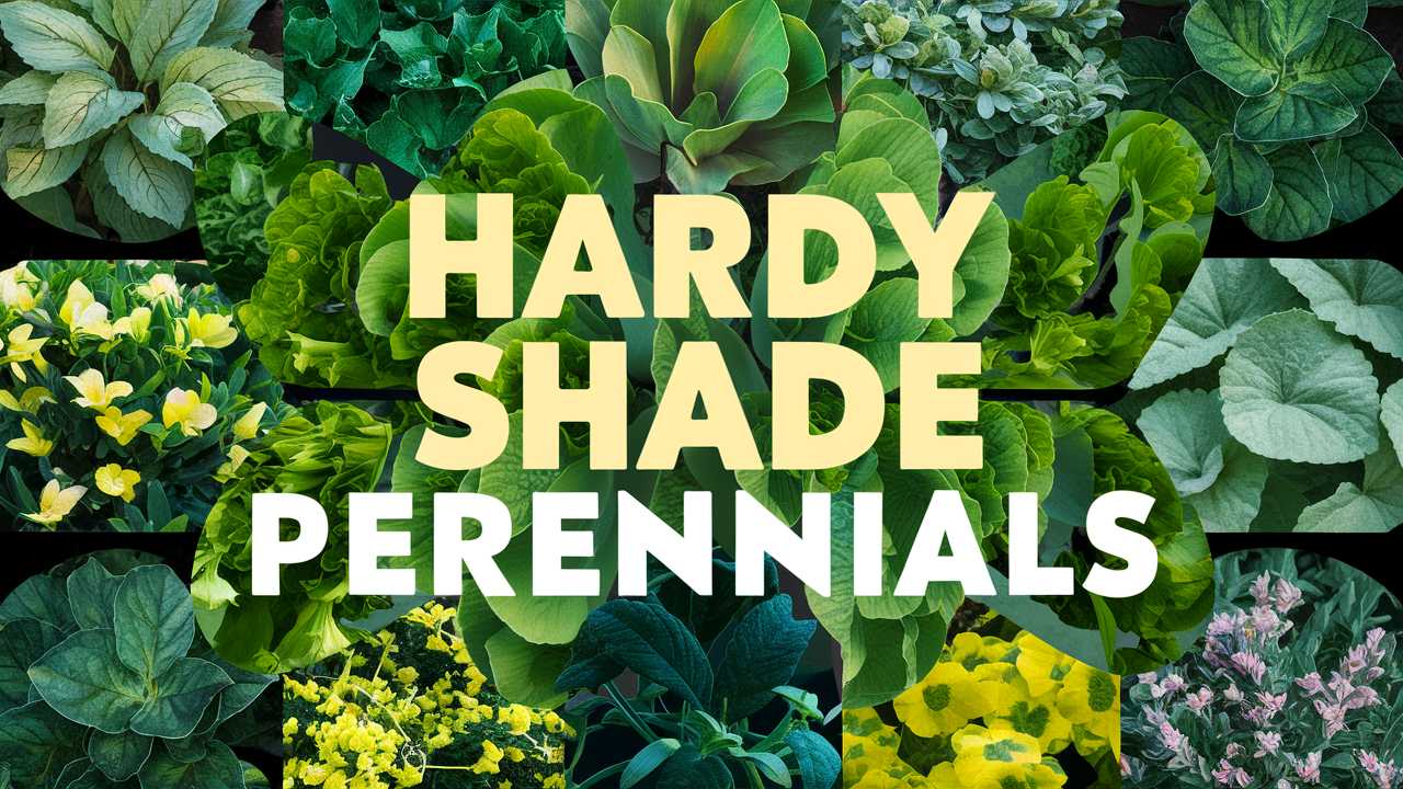 Hardy Shade Perennials
