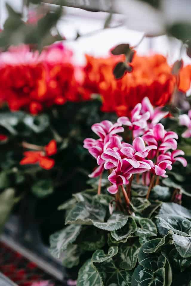 Hardy Cyclamen