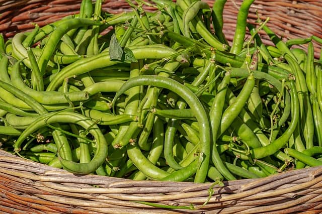 Harvesting Green Beans