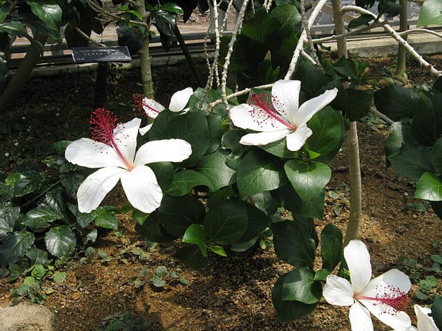 Hawaiian Hibiscus (Hibiscus arnottianus subsp. immaculatus)