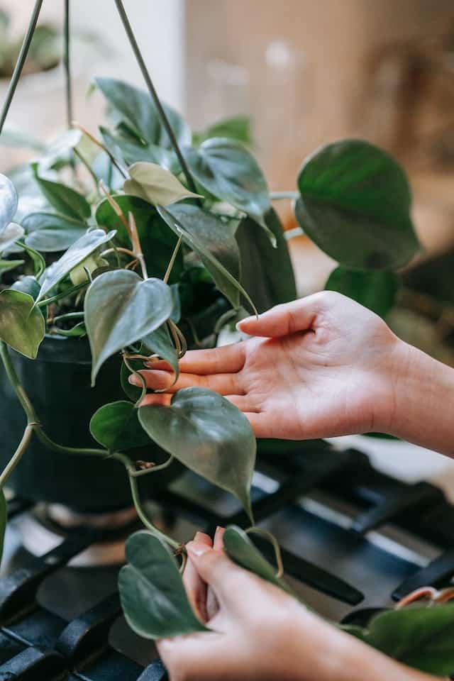 Heart-leaf Philodendron