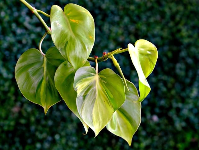 Heartleaf Philodendron (Philodendron hederaceum)