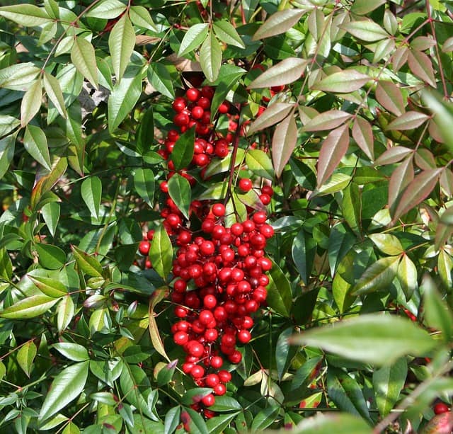 Heavenly Bamboo (Nandina domestica)