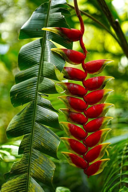 Heliconia