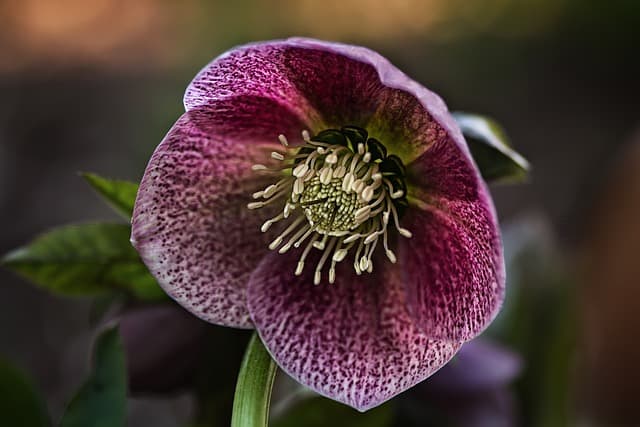 Hellebore (Helleborus spp.)