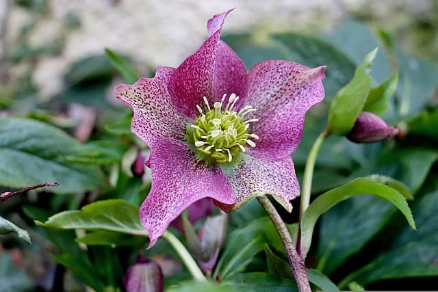 Hellebores Flower