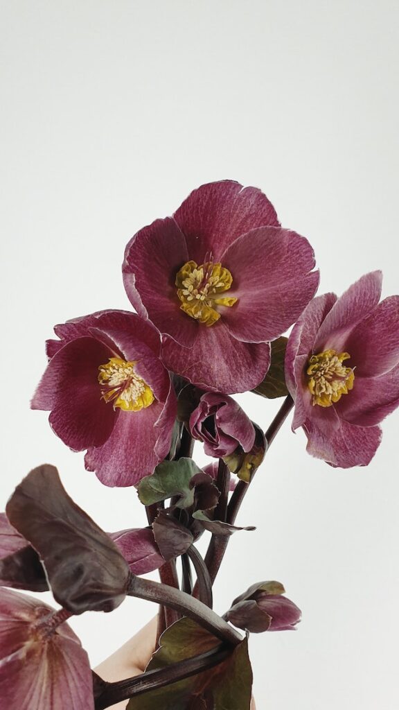 Helleborus (Helleborus Orientalis)