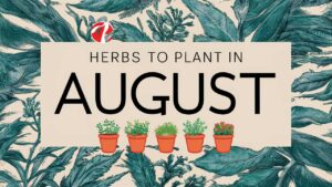 Herbs To Plant In August