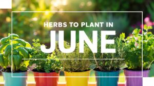 Herbs To Plant In June