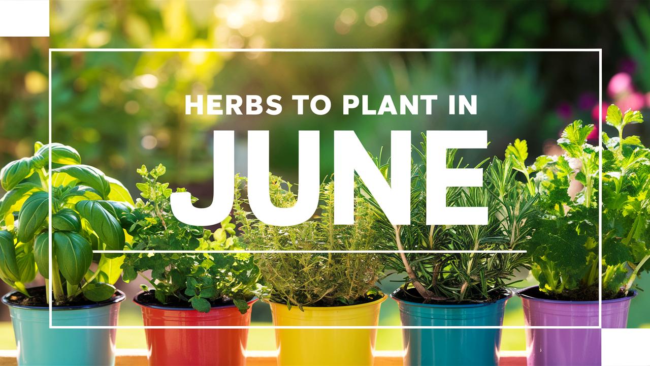 Herbs To Plant In June