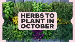 Herbs To Plant In October