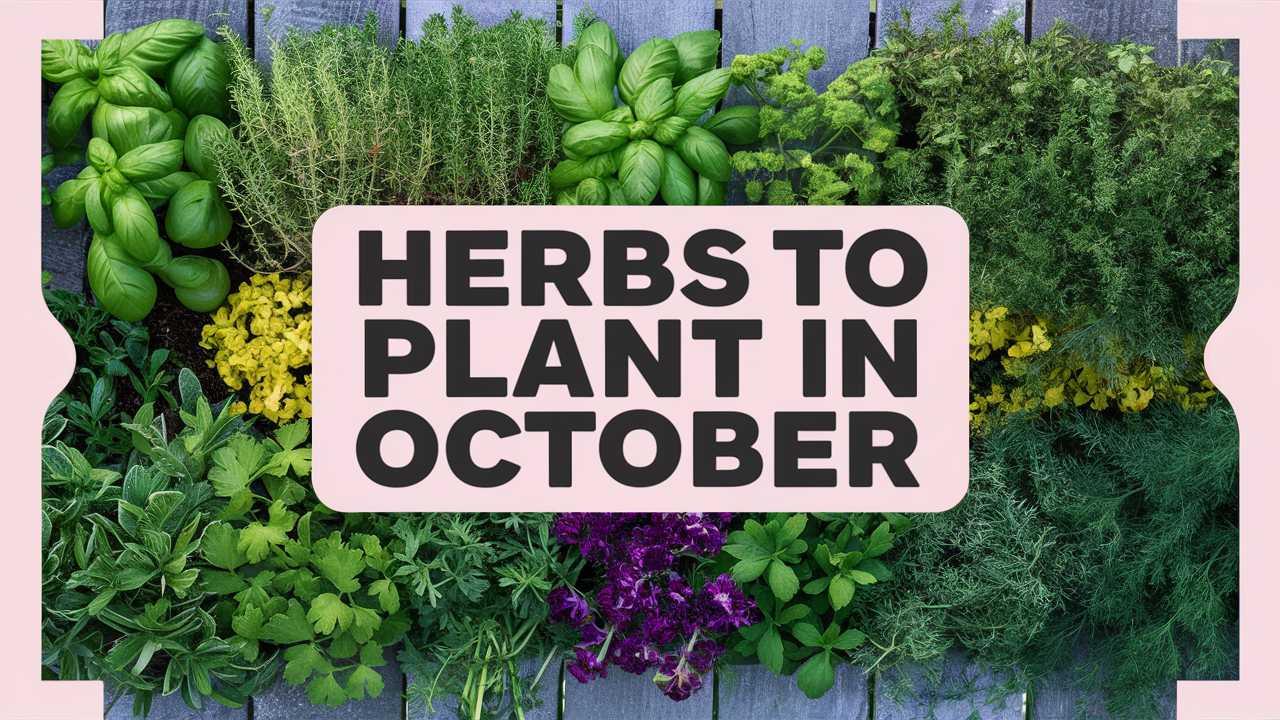 Herbs To Plant In October