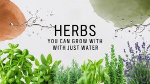 Herbs You Can Grow With Just Water