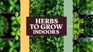 Herbs to Grow Indoors