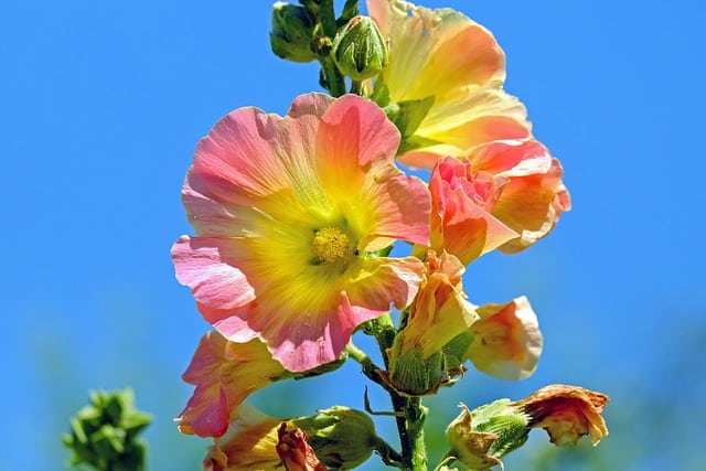 Hollyhock