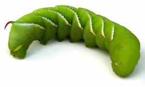 How To Prevent and Control Tomato Hornworms