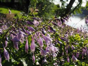 Shade Perennial Flowers