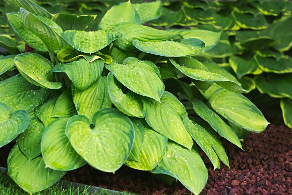 Hosta Varieties - Types of Hosta