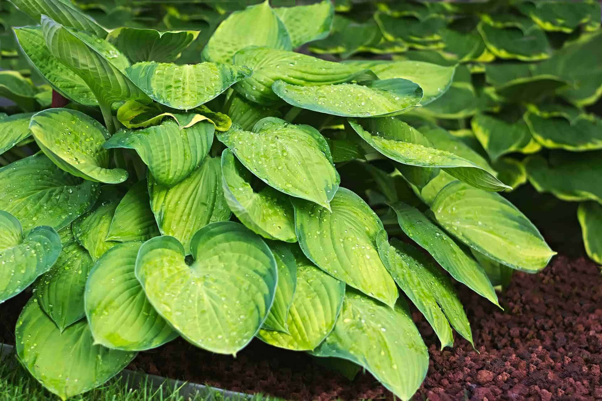 What To Plant with Hostas