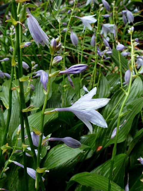 Hostas Bloom