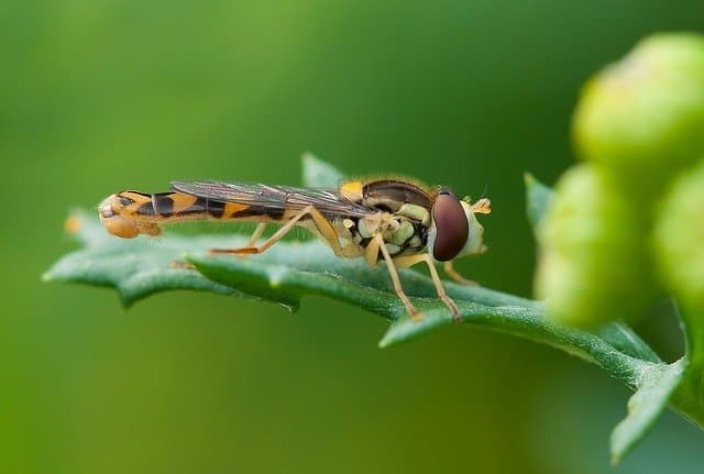 Hoverfly Close Up