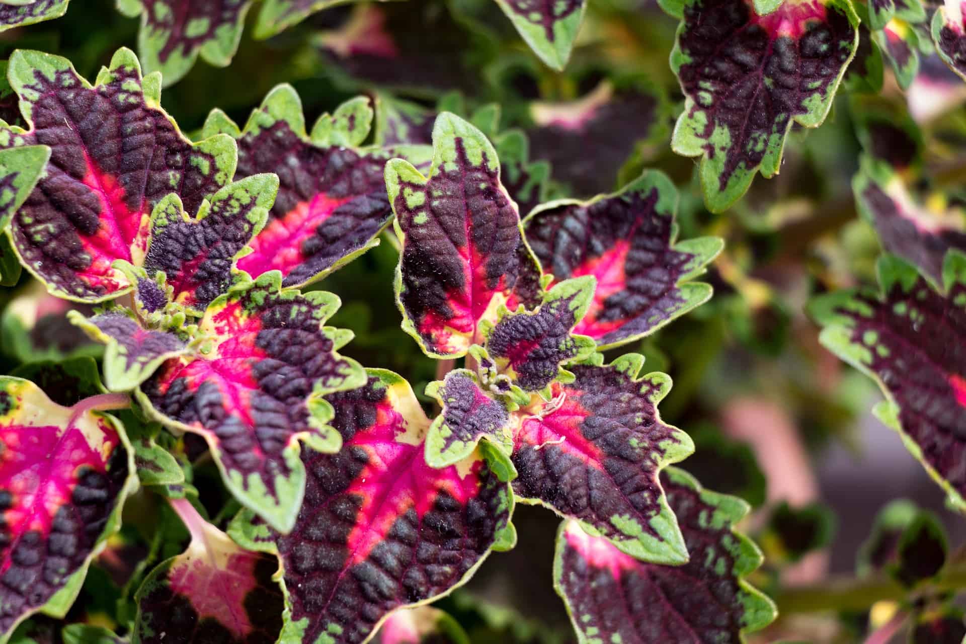 How Cold Can Coleus Tolerate