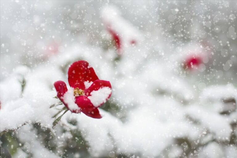 How Cold is Too Cold for Flowers To Be Outside Garden Gear Shop