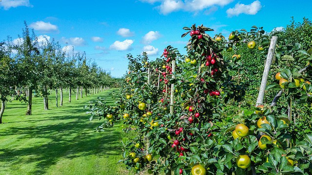 How Far Apart Should I Plant Apple Trees