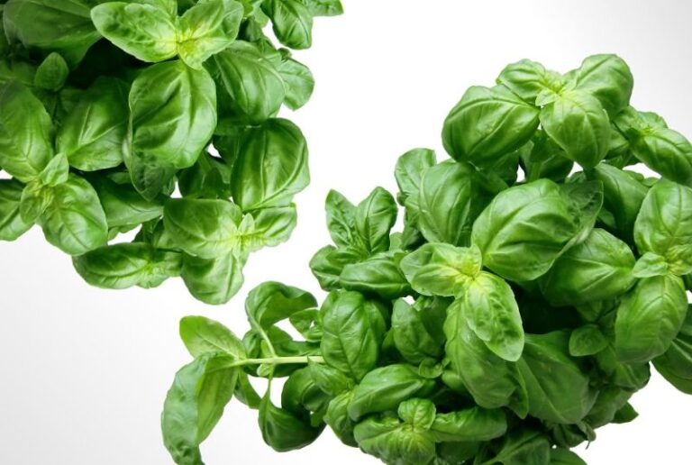 How Much Light Does Basil Need? Garden Gear Shop