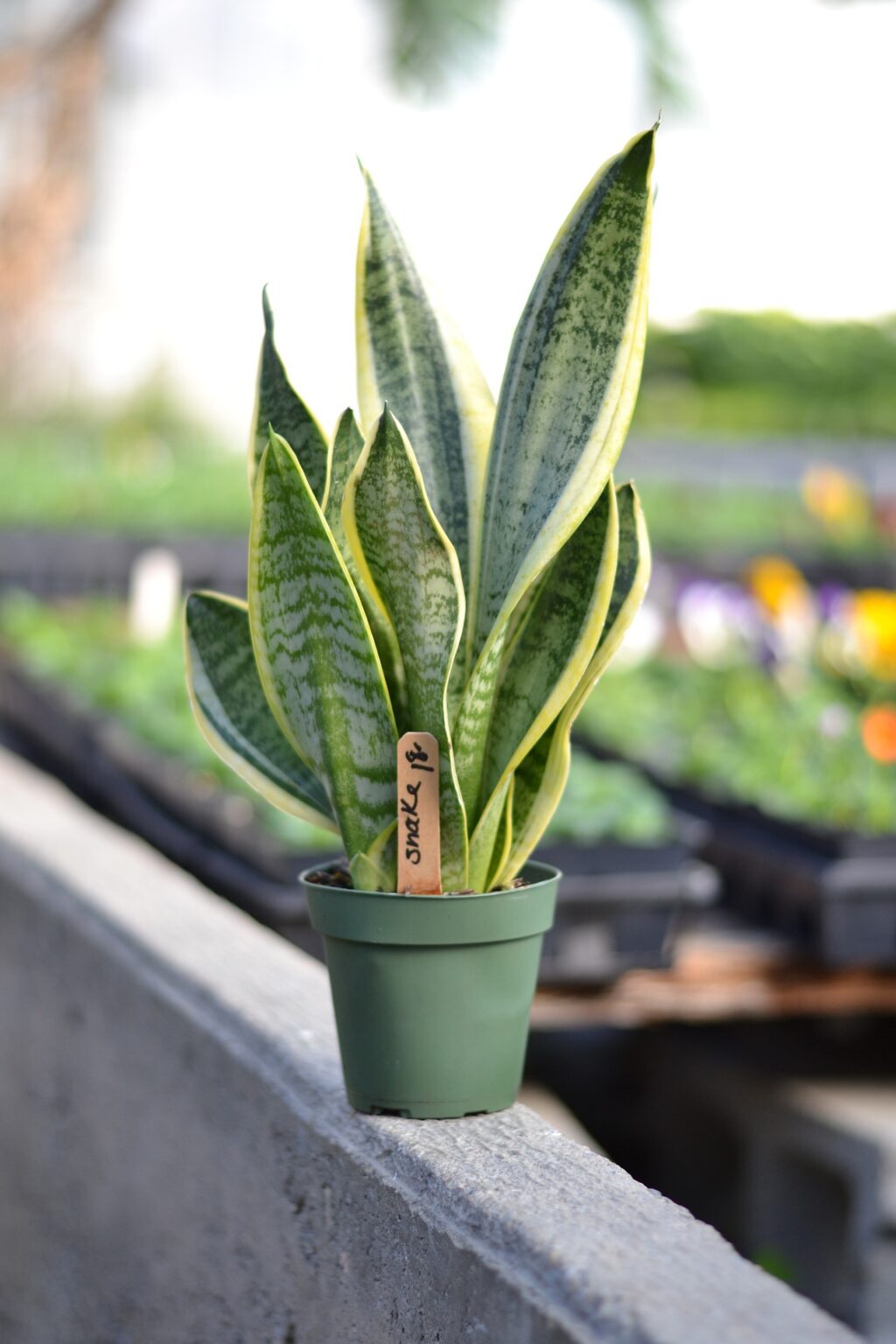 Best Fertilizer for a Snake Plant Garden Gear Shop