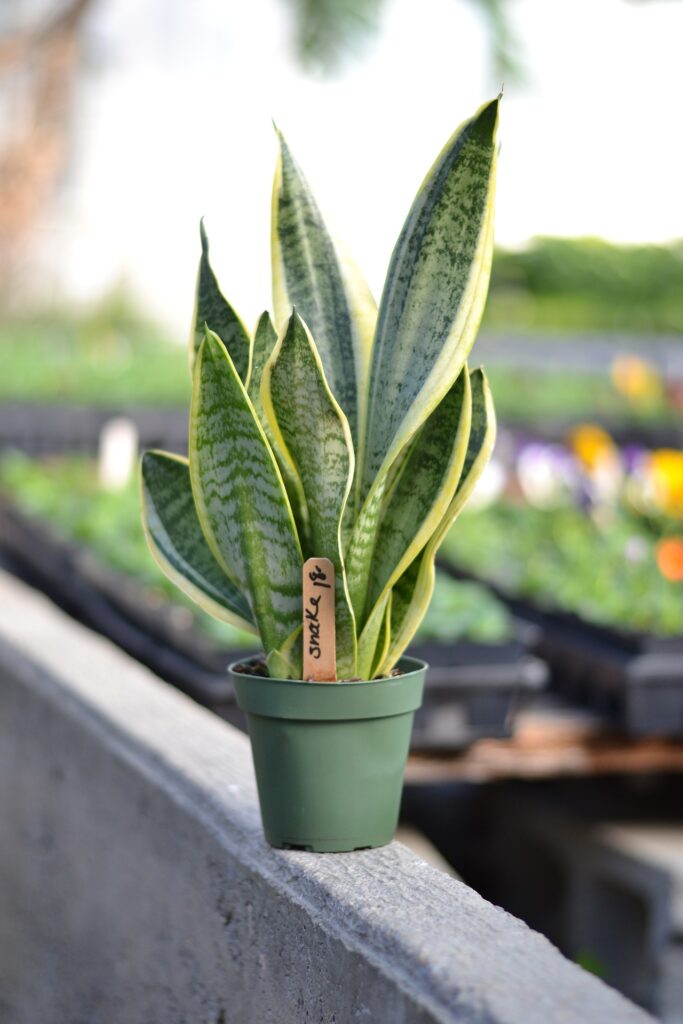 How To Fertilize a snake plant
