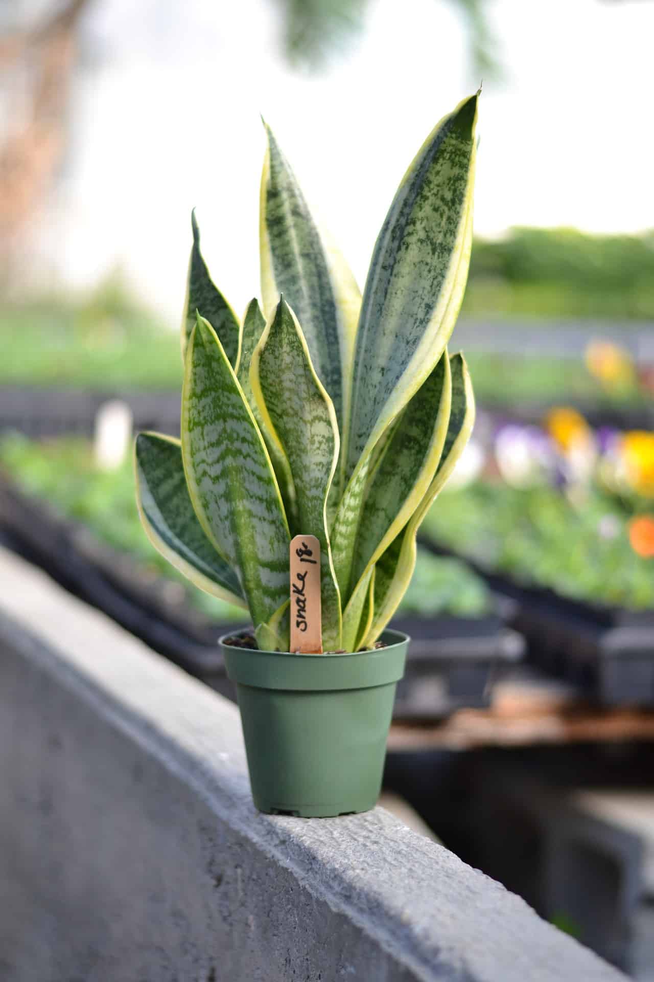 Best Fertilizer for a Snake Plant Garden Gear Shop