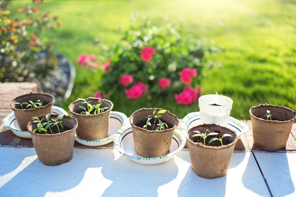 How To Germinate Pepper Seeds Fast