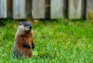 How To Get Rid of Groundhogs Naturally