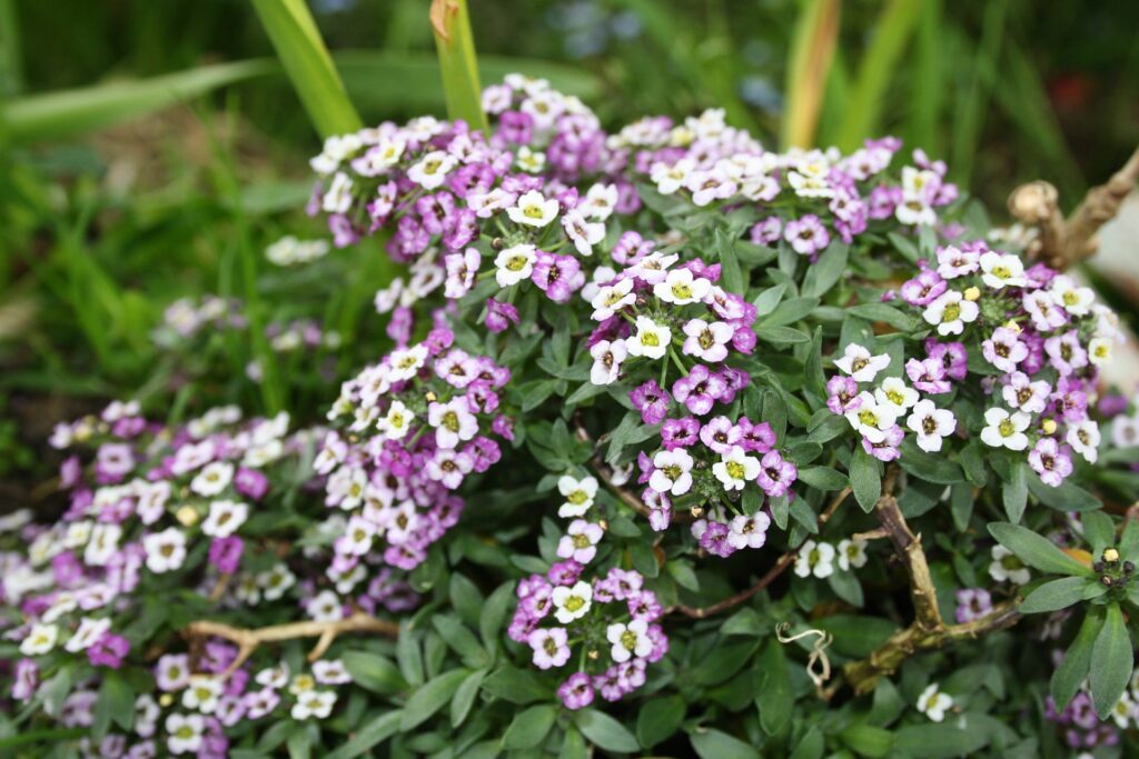 How to Grow Alyssum