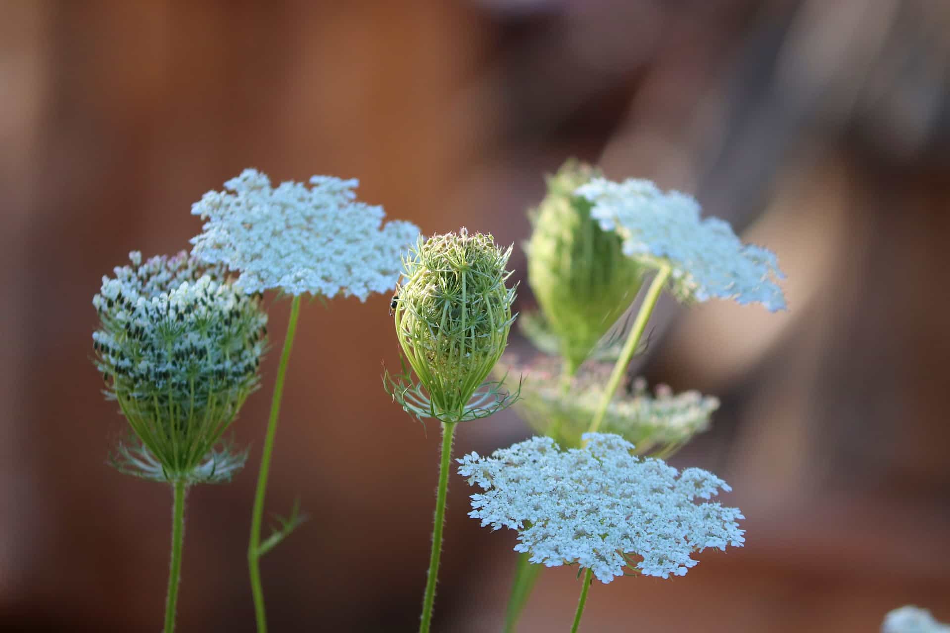 How To Grow Ammi Majus Queen Annes Lace