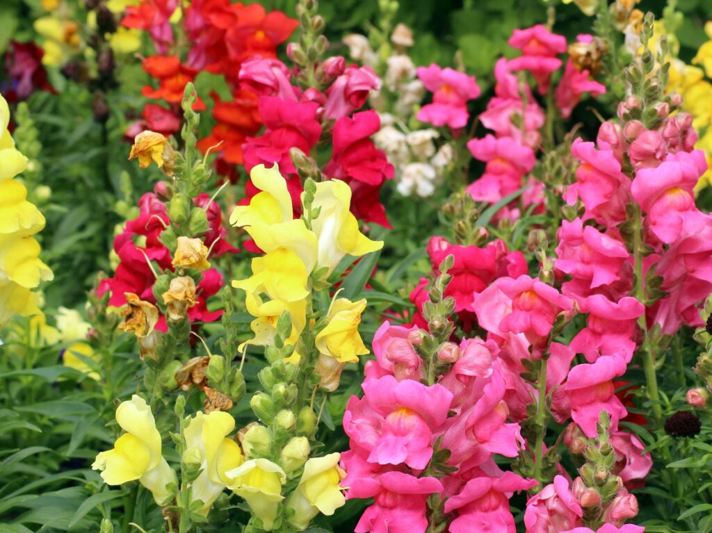 How to Grow Angelonia Summer Snapdragon