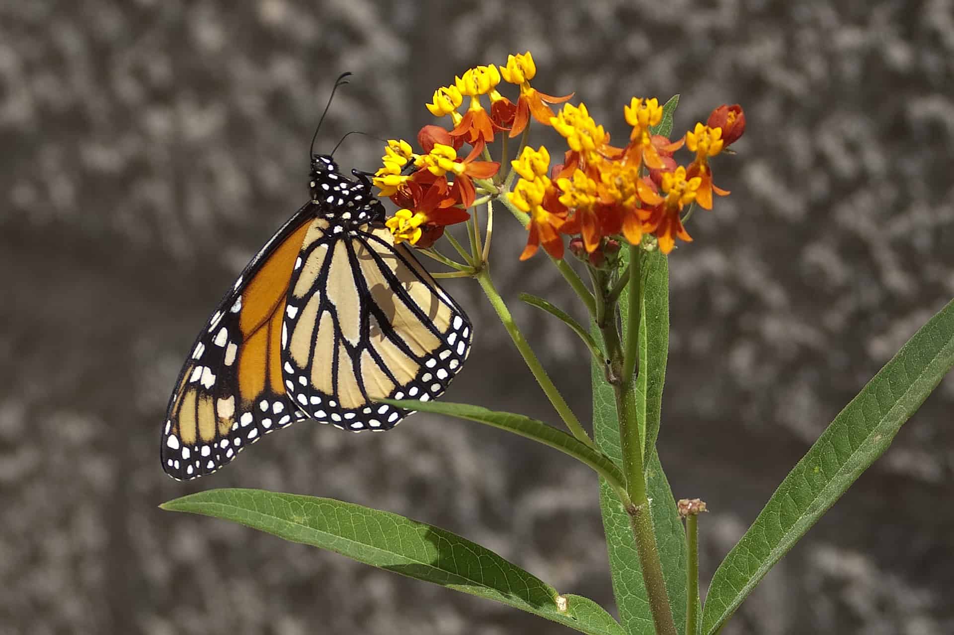 How To Grow Asclepias Butterfly Weed