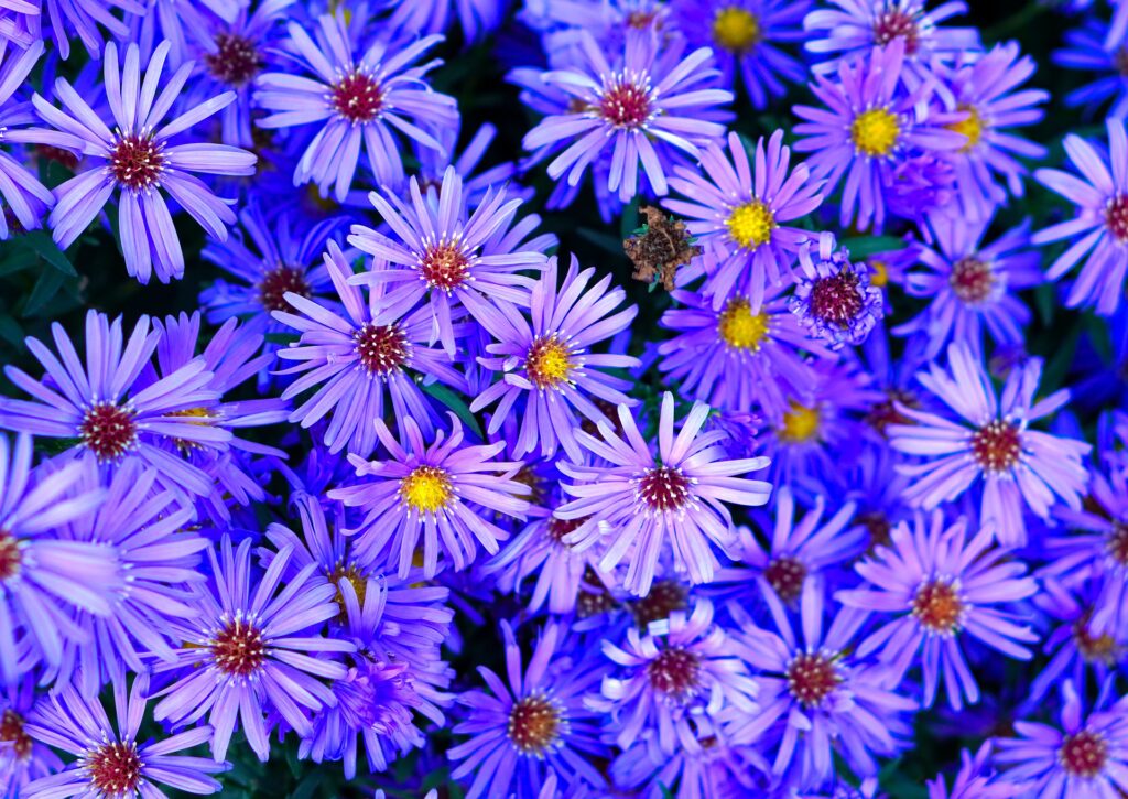 How to Grow Aster