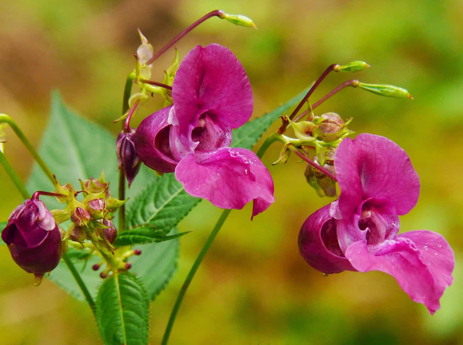 How to Grow Balsam