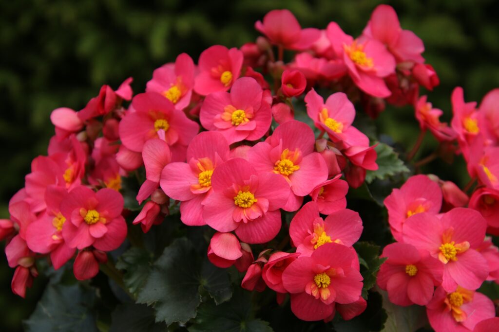 How To Grow Begonias