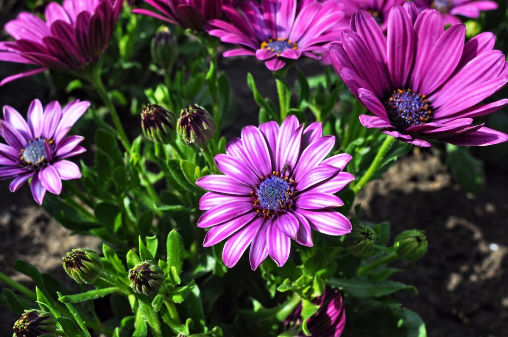 How to Grow Blue Eyed Daisies - Garden Gear Shop