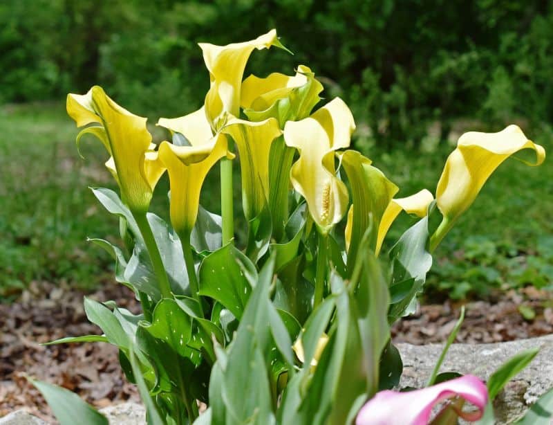 How to Grow and Care for Calla Lilies