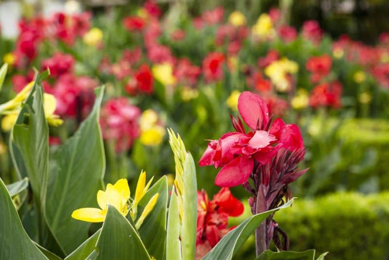 How to Grow and Care for Canna Lilies