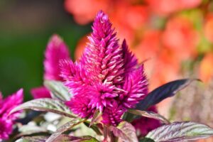 How to Grow and Care for Celosia